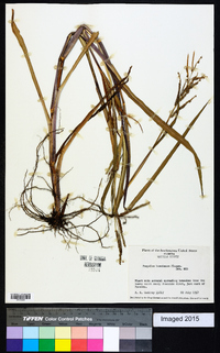 Paspalum boscianum image