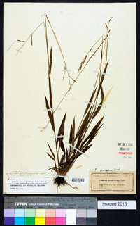 Panicum geminatum image