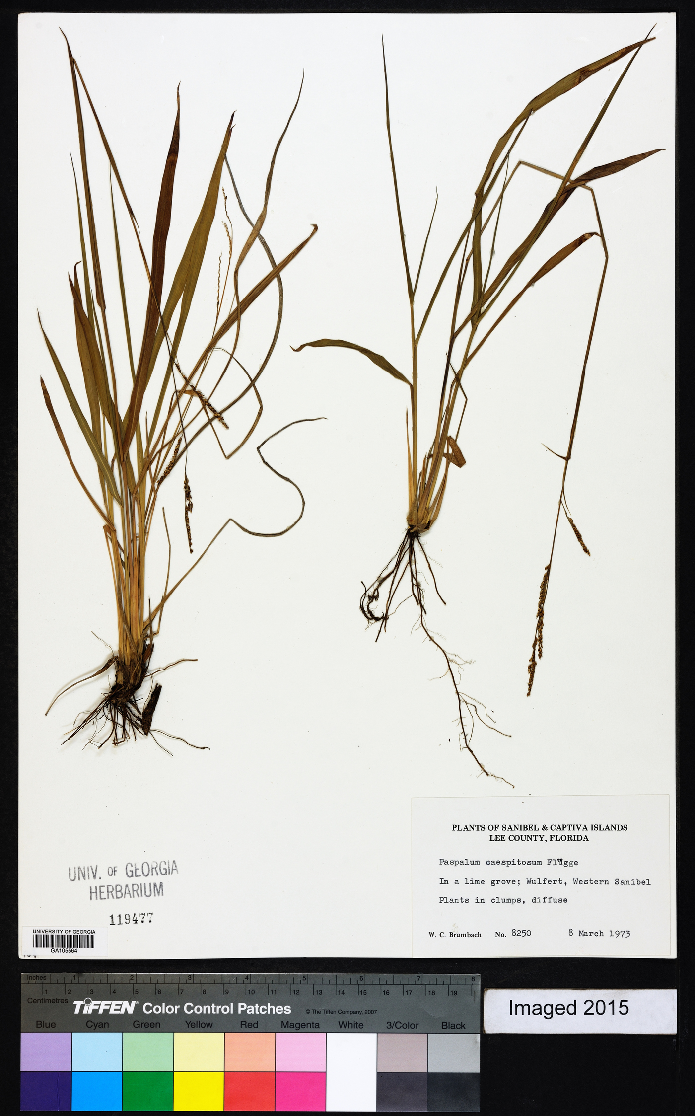 Paspalum caespitosum image