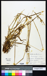 Paspalum dilatatum image