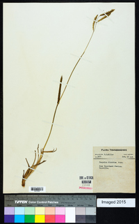 Paspalum dilatatum image