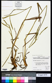 Paspalum dilatatum image