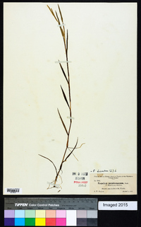 Paspalum dissectum image