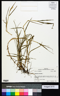 Paspalum distichum image