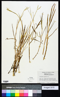 Paspalum distichum image