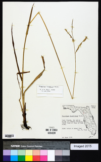 Paspalum floridanum image