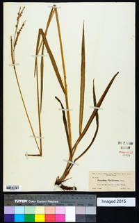 Paspalum floridanum image