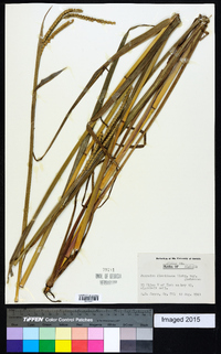 Paspalum floridanum image