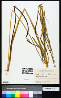 Paspalum floridanum image