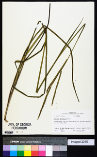 Paspalum floridanum image