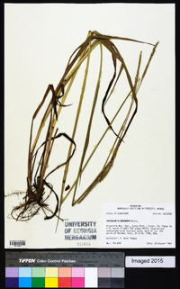 Paspalum floridanum image