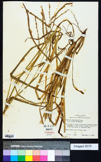 Paspalum floridanum image