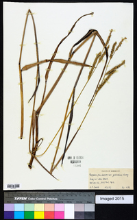 Paspalum floridanum var. glabratum image