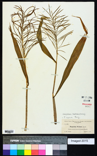 Paspalum fluitans image