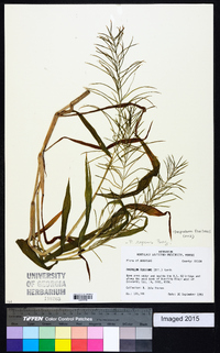 Paspalum fluitans image