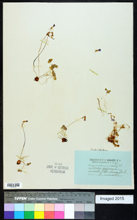 Oxalis violacea image