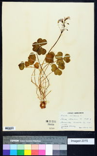 Oxalis violacea image