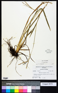 Paspalum laeve image