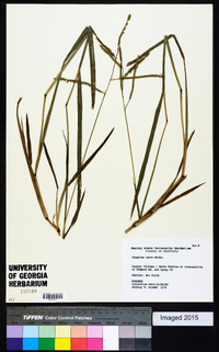 Paspalum laeve image