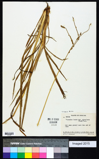 Paspalum laeve image