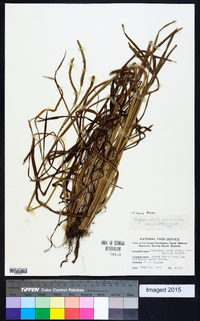 Paspalum laeve image