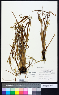 Paspalum laeve image