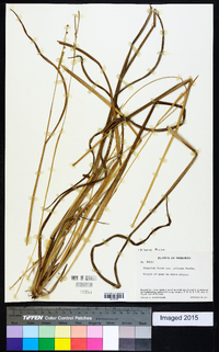 Paspalum laeve image