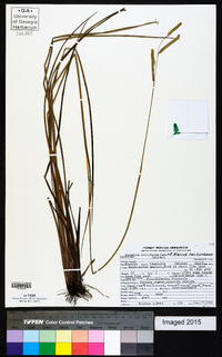 Paspalum praecox var. curtisianum image