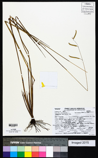 Paspalum praecox image