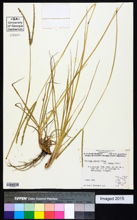 Paspalum notatum var. saurae image