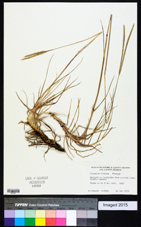 Paspalum notatum image