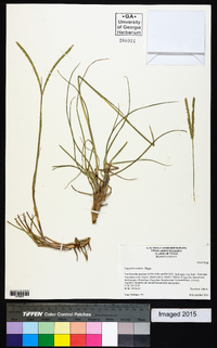 Paspalum notatum image