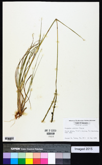 Paspalum notatum image