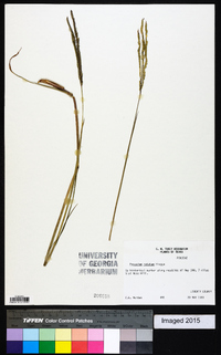 Paspalum notatum image