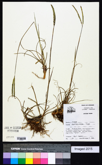 Paspalum notatum image