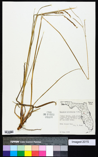 Paspalum plicatulum image