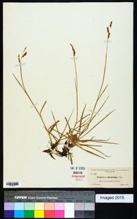 Paspalum plicatulum image