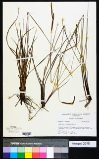 Paspalum plicatulum image