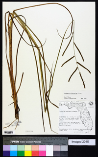 Paspalum plicatulum image