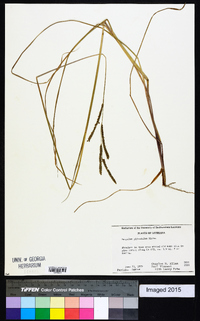 Paspalum plicatulum image