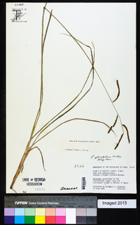 Paspalum plicatulum image