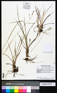 Paspalum plicatulum image