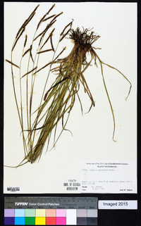 Paspalum plicatulum image