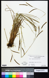 Paspalum plicatulum image