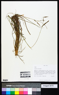 Paspalum plicatulum image