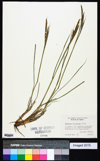 Paspalum plicatulum image