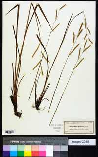 Paspalum praecox image