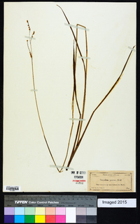 Paspalum praecox image