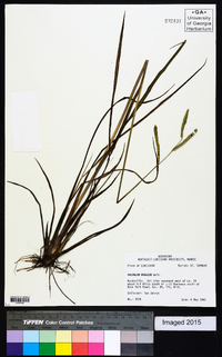 Paspalum praecox image