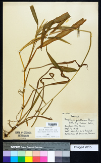 Paspalum pubiflorum image